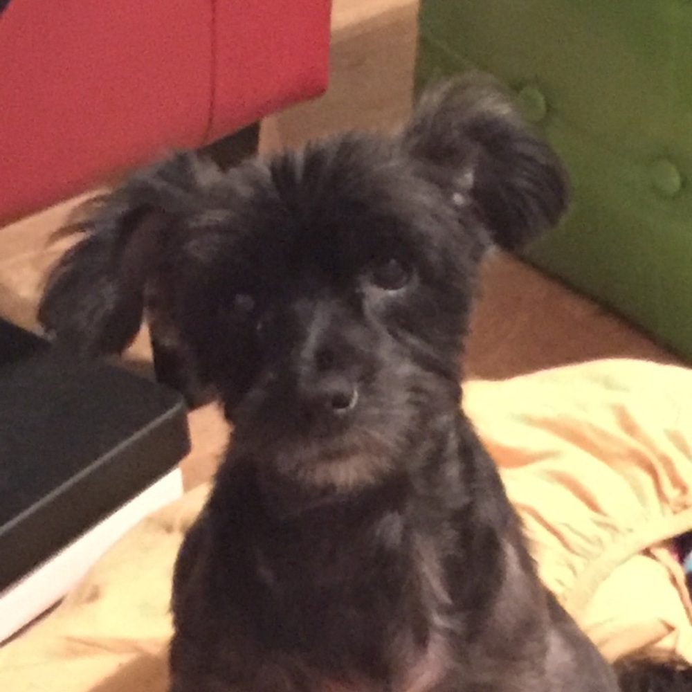 Meet your Posher, Suzette